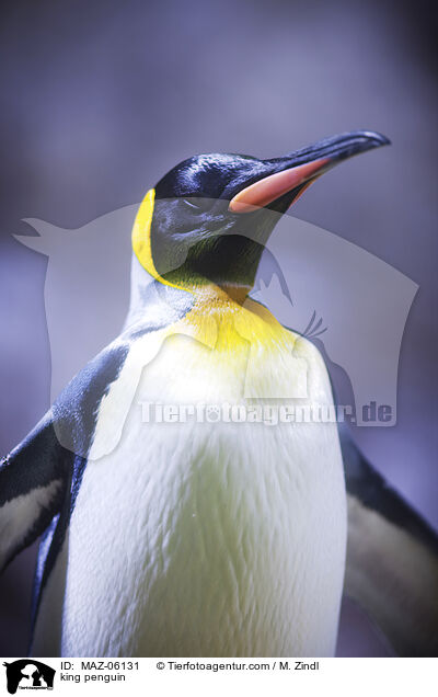king penguin / MAZ-06131