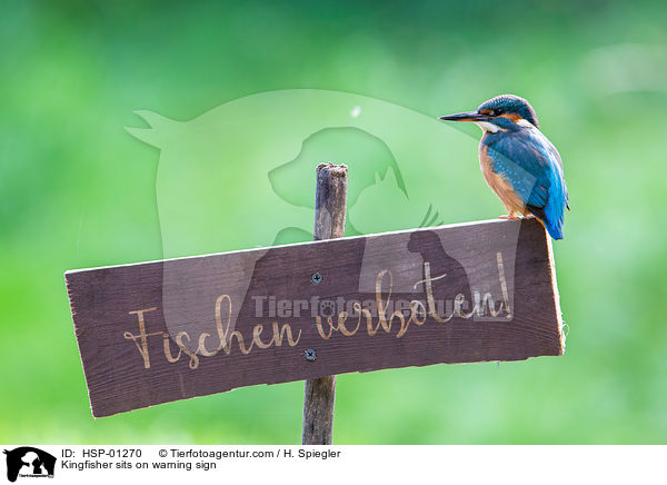 Kingfisher sits on warning sign / HSP-01270