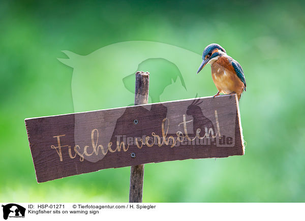 Kingfisher sits on warning sign / HSP-01271