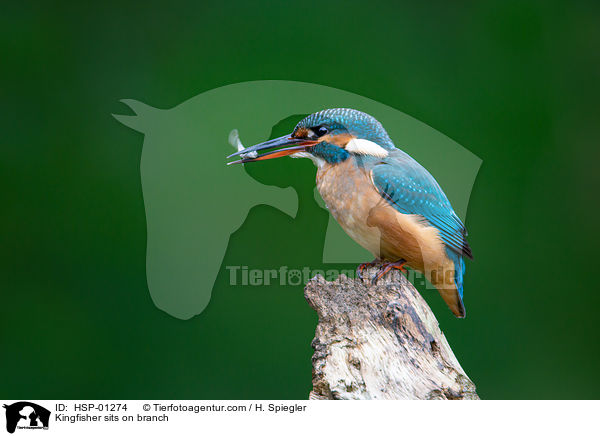 Kingfisher sits on branch / HSP-01274