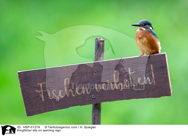 Kingfisher sits on warning sign / HSP-01278