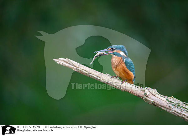 Kingfisher sits on branch / HSP-01279