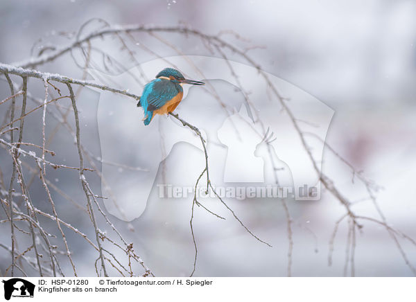 Kingfisher sits on branch / HSP-01280