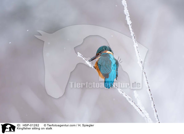 Kingfisher sitting on stalk / HSP-01282