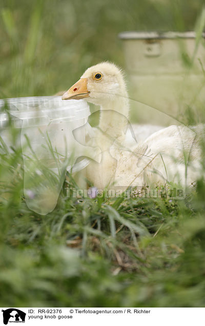 young knob goose / RR-92376