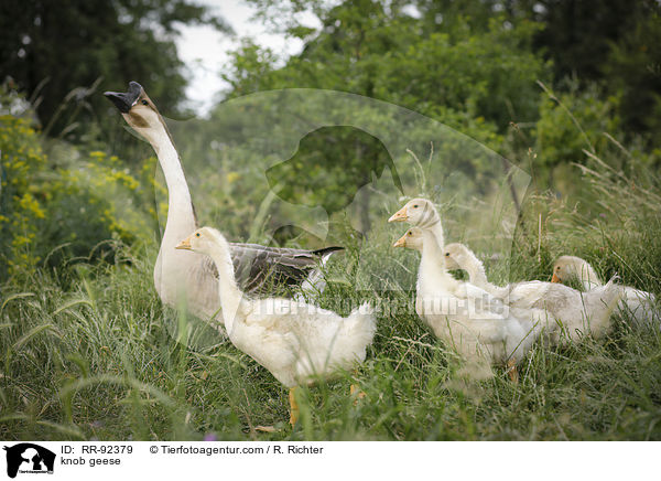 knob geese / RR-92379