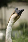 knob goose