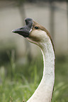 knob goose