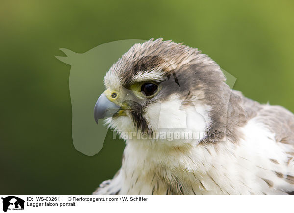 Laggar falcon portrait / WS-03261