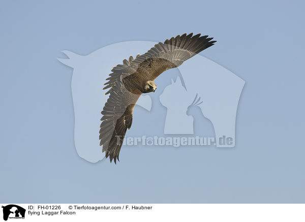 flying Laggar Falcon / FH-01226