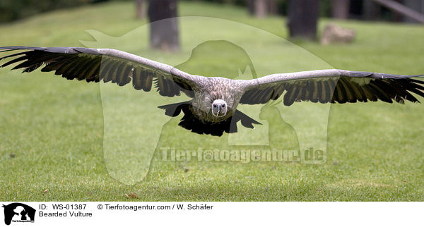 Bearded Vulture / WS-01387