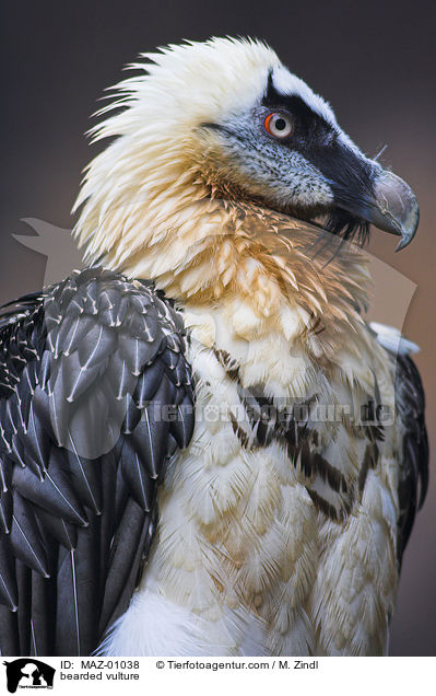 bearded vulture / MAZ-01038