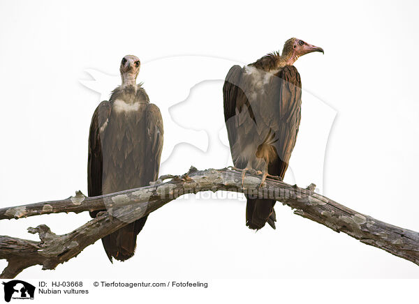 Ohrengeier / Nubian vultures / HJ-03668