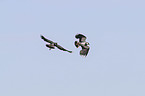 flying lapwings