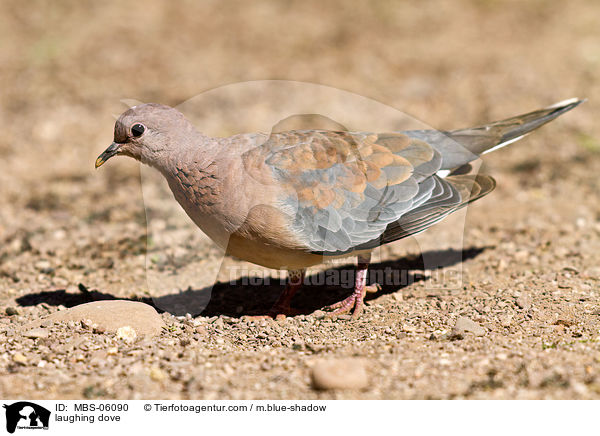 laughing dove / MBS-06090