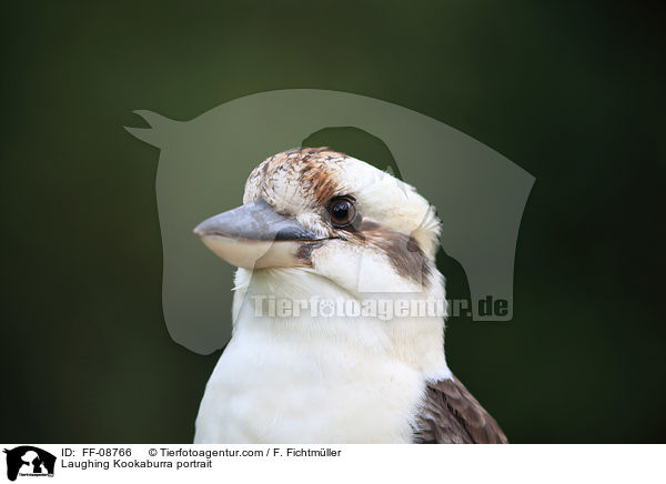 Laughing Kookaburra portrait / FF-08766