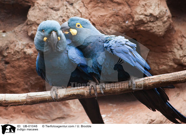 indigo macaws / UB-01046