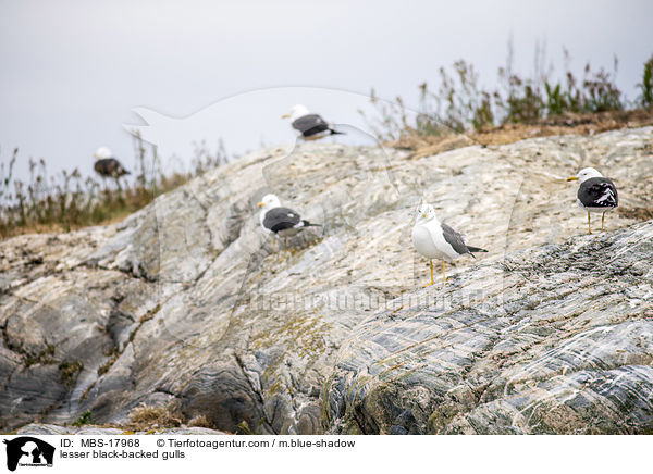 lesser black-backed gulls / MBS-17968