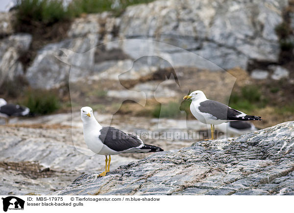 lesser black-backed gulls / MBS-17975