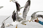 lesser black-backed gulls