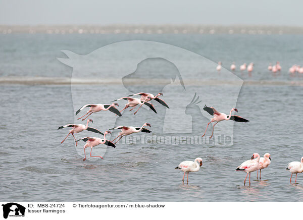 lesser flamingos / MBS-24724