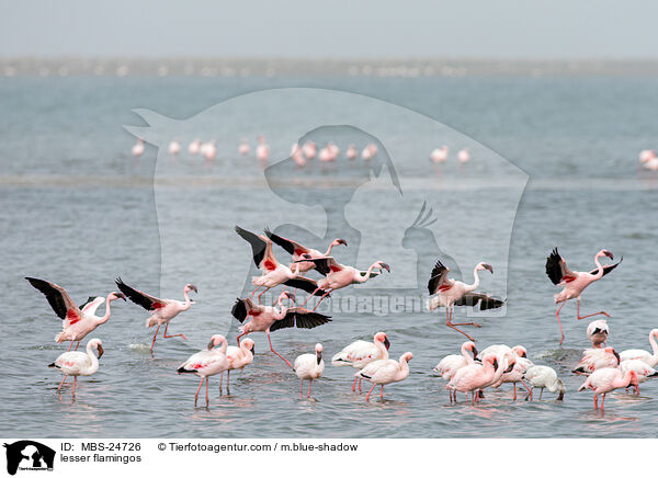 lesser flamingos / MBS-24726