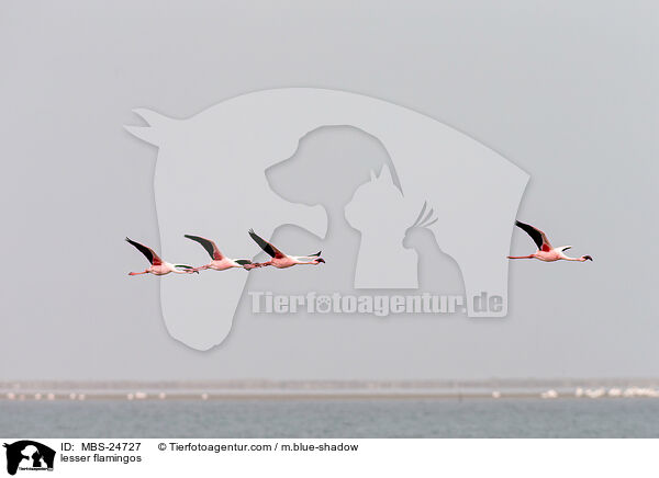 lesser flamingos / MBS-24727