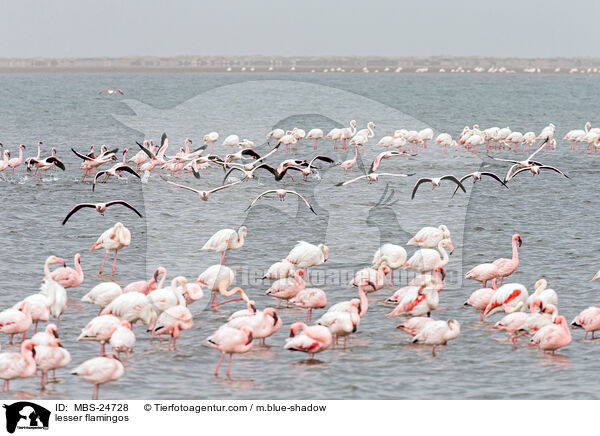 lesser flamingos / MBS-24728