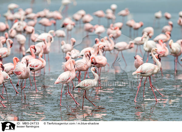 lesser flamingos / MBS-24733