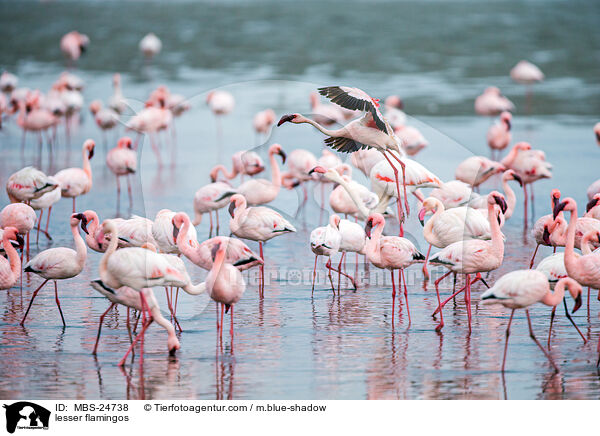 lesser flamingos / MBS-24738