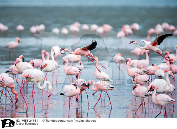 lesser flamingos / MBS-24741