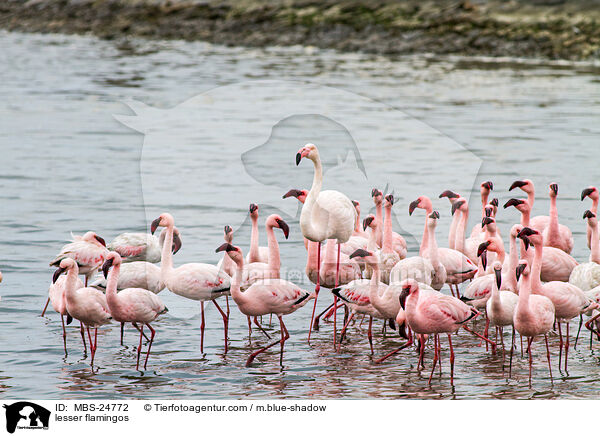 lesser flamingos / MBS-24772