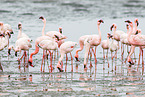 lesser flamingos
