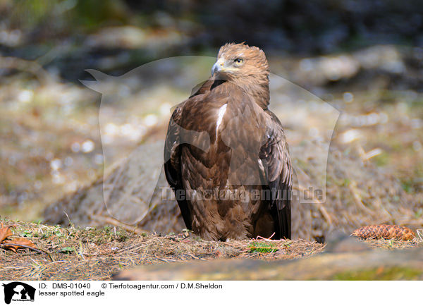 lesser spotted eagle / DMS-01040
