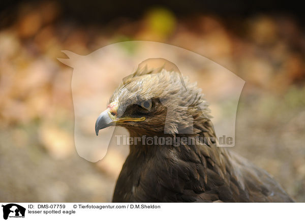 lesser spotted eagle / DMS-07759