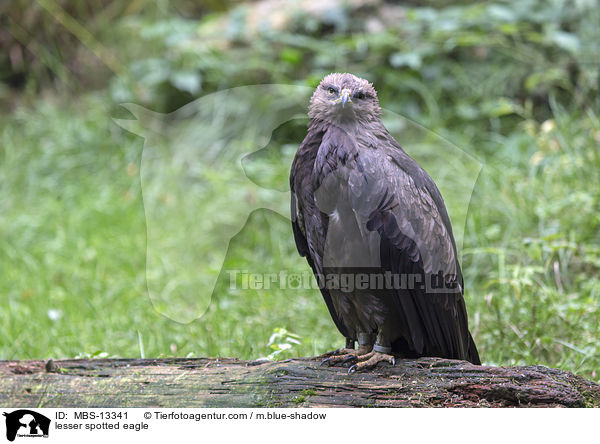 lesser spotted eagle / MBS-13341