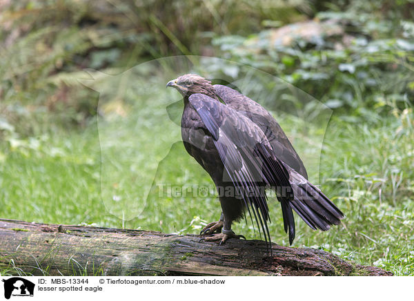 lesser spotted eagle / MBS-13344