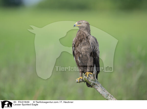 Lesser Spotted Eagle / FH-01649