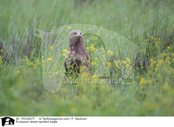 European lesser spotted eagle / FH-02077