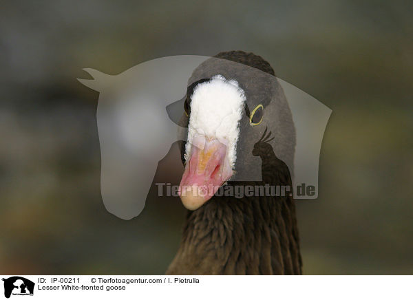 Lesser White-fronted goose / IP-00211