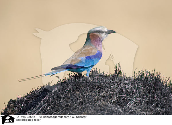 lilac-breasted roller / WS-02515