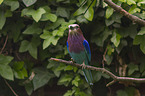 sitting Lilac-breasted Roller