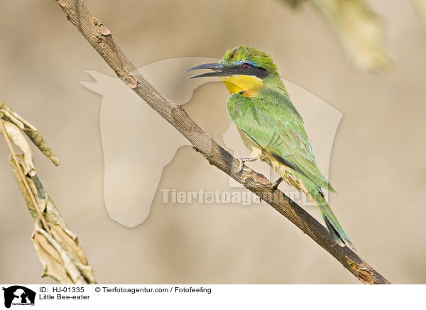 Little Bee-eater / HJ-01335