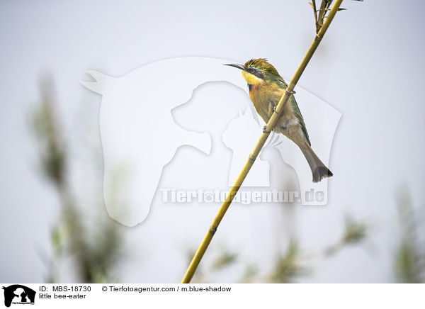 little bee-eater / MBS-18730