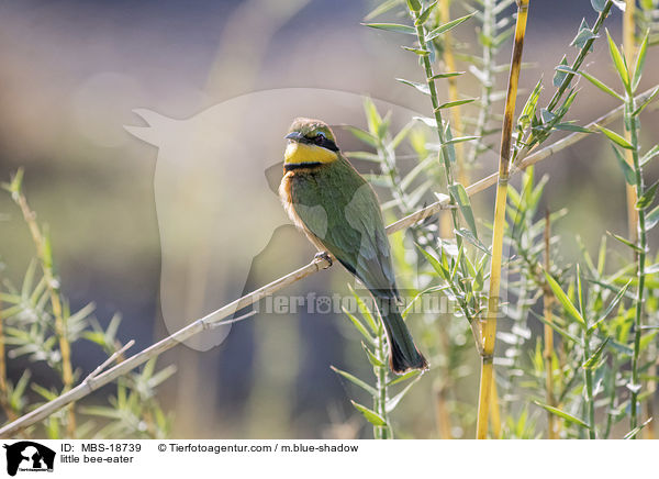 little bee-eater / MBS-18739