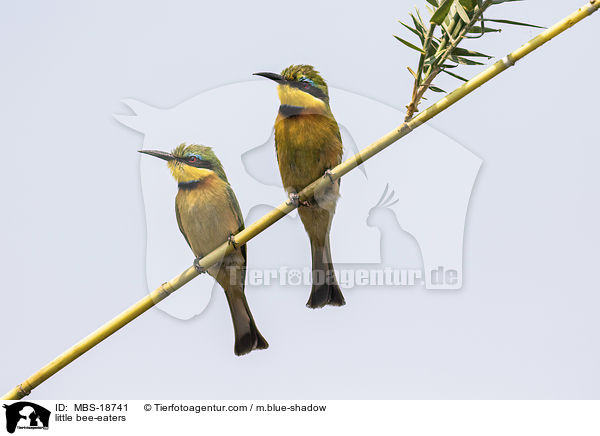 little bee-eaters / MBS-18741
