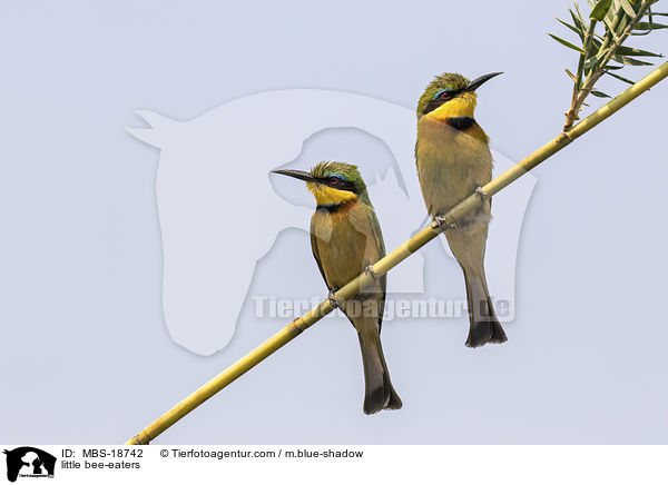 little bee-eaters / MBS-18742