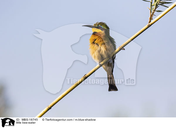 little bee-eater / MBS-18745