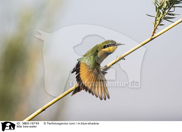 little bee-eater / MBS-18749