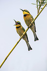little bee-eaters